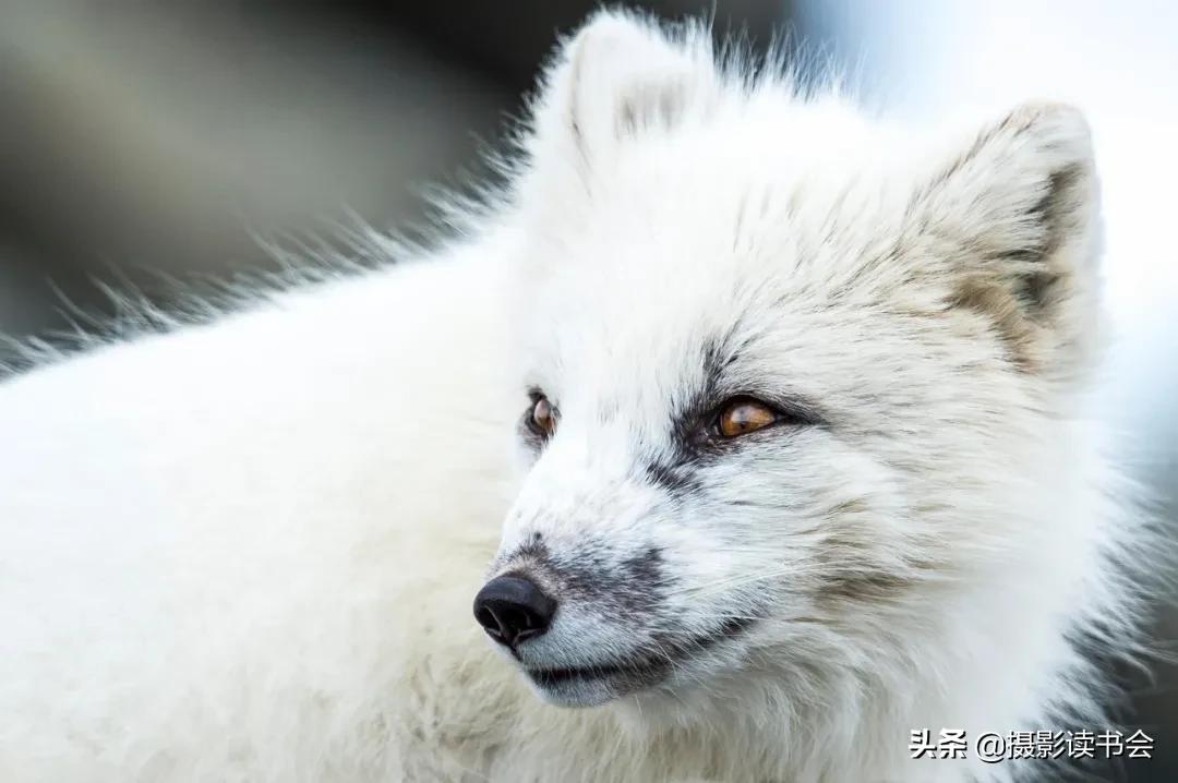 尼康拍野生动物,这位摄影师