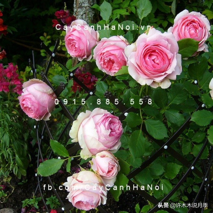 多菌灵可以治疗月季灰霉病吗,月季灰霉病黑斑病黄叶打什么药