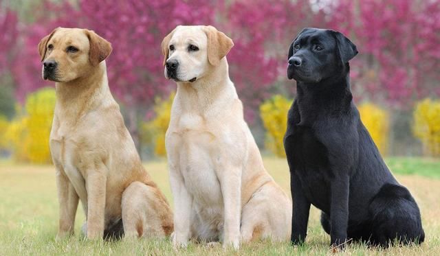 最聪明的狗狗排行榜小型犬,最适合新手养的狗狗十大排行榜