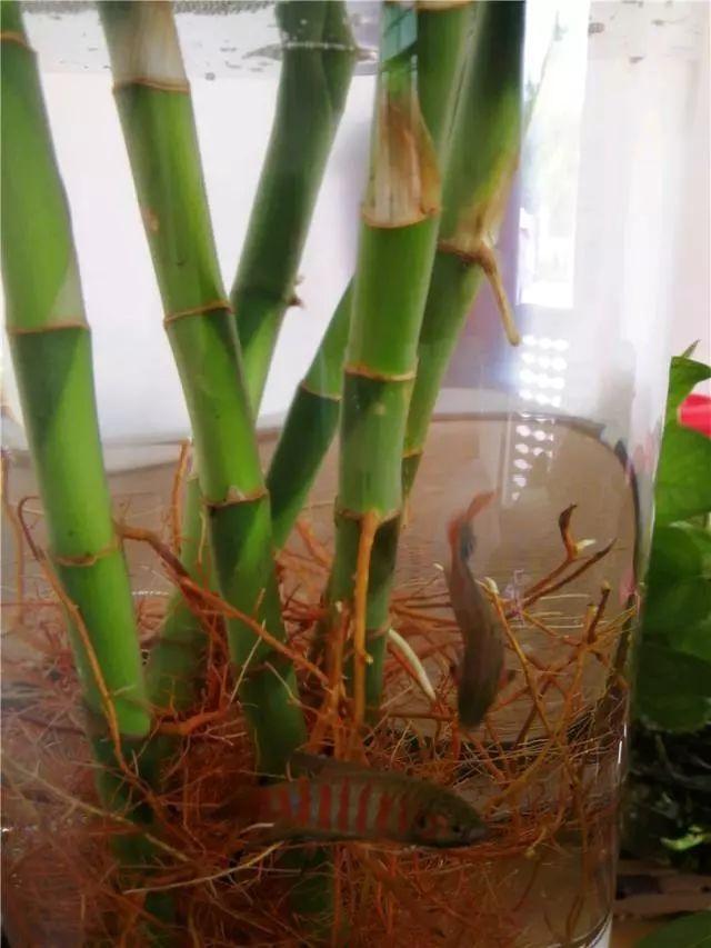 富贵竹生蚊子的方法,水养富贵竹有蚊子怎么处理