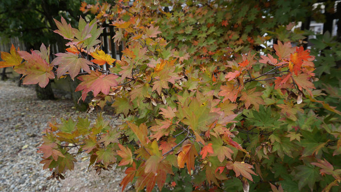 六月带你日本游,日本名古屋旅游7天