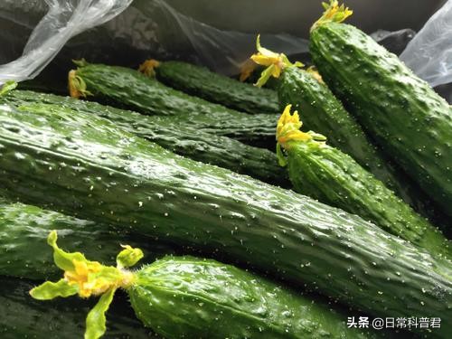 黄瓜买回家怎么保鲜,买的黄瓜过一晚上为什么会变软