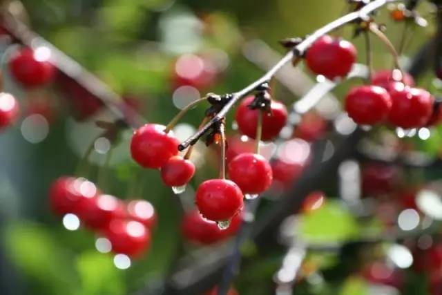 西安2023樱桃采摘园附近,西安樱桃采摘园地图