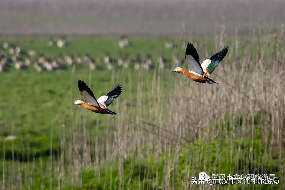 蔡甸区游玩,蔡甸在哪里