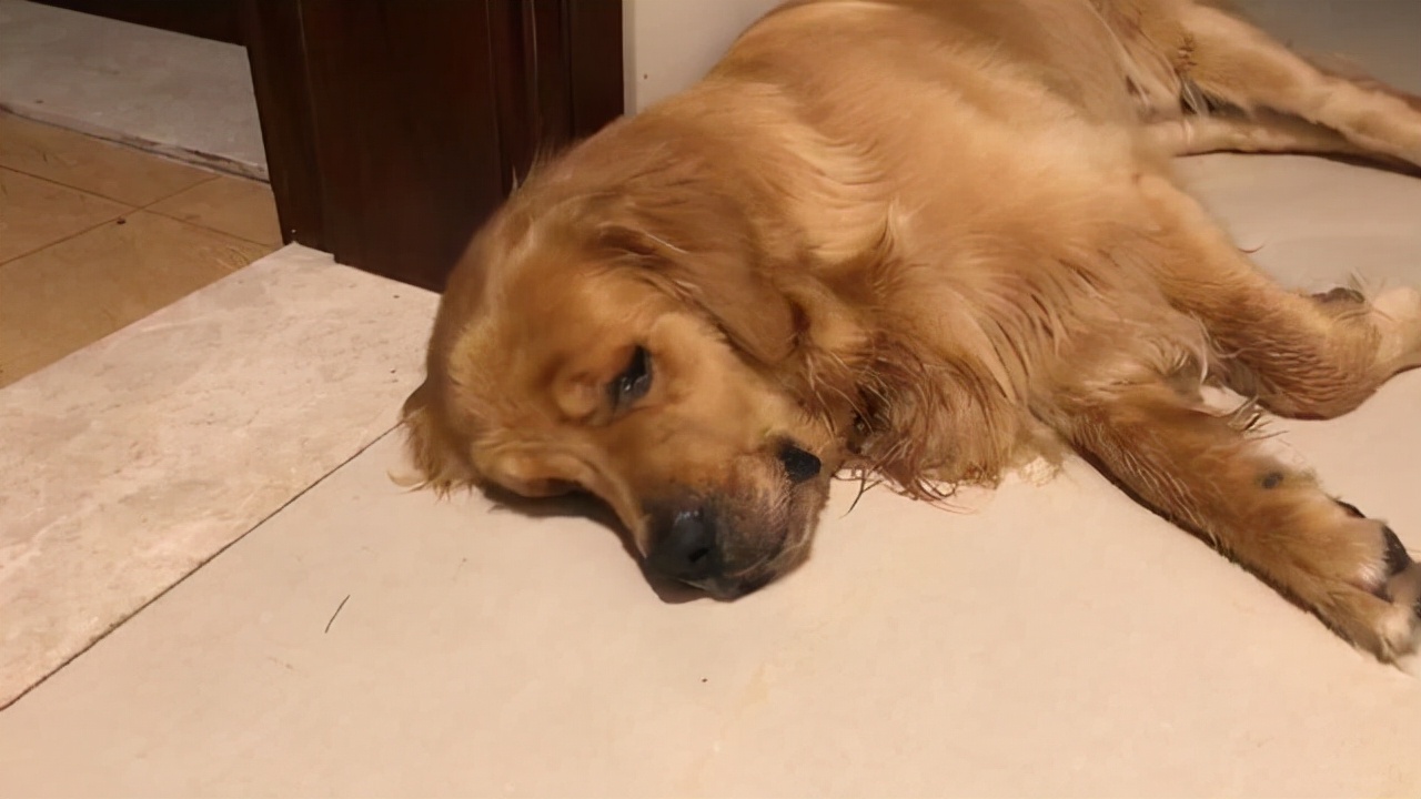 金毛正常吃喝但呕吐是什么原因,金毛突然呕吐是什么原因