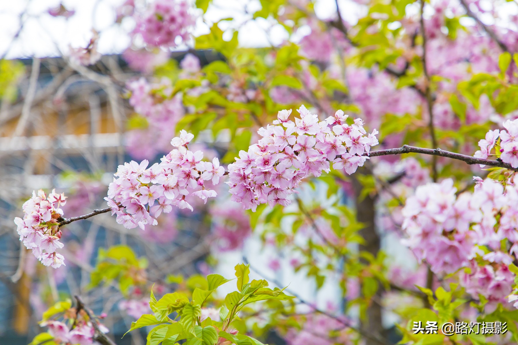 大津，不能错过的日本小众赏樱地，距离京都仅10分钟车程