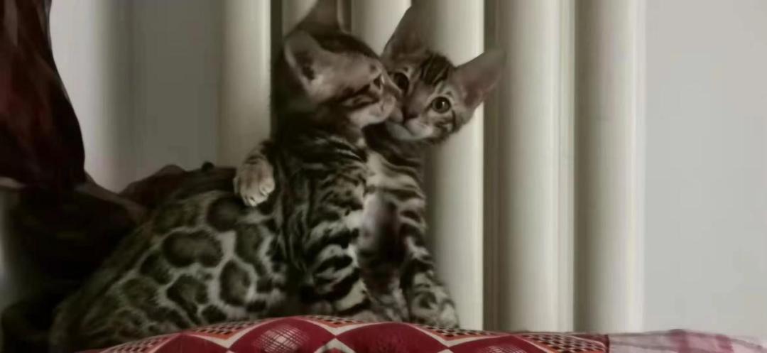 猫感染了新型冠状病毒啥症状,猫感染了新型冠状病毒有什么症状