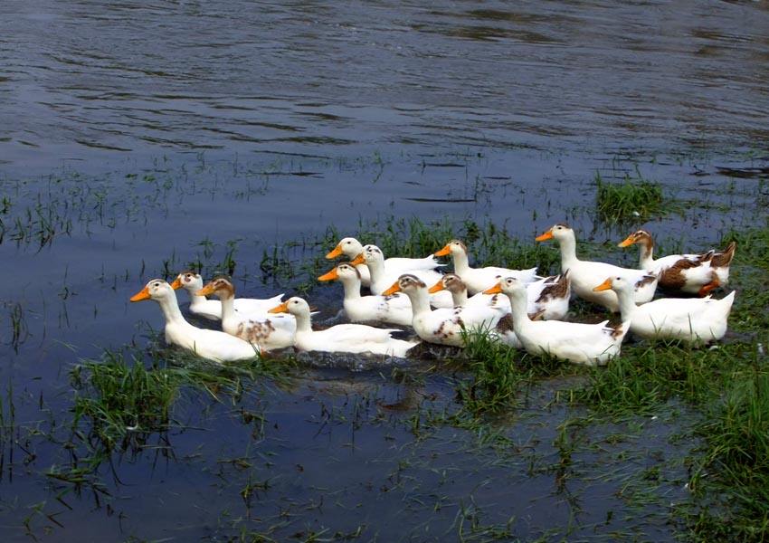 诗佛的十首五言诗，诗中有画，意境高远，风靡了千年