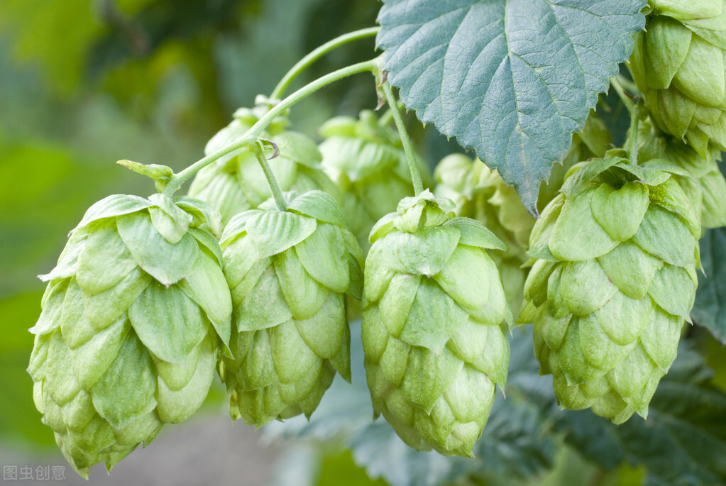 园林人需要知道的85个花卉知识,园林花卉的种类及图片