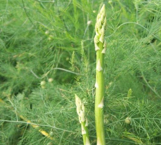 芦笋种上几年产量大,怎样种植芦笋收益大