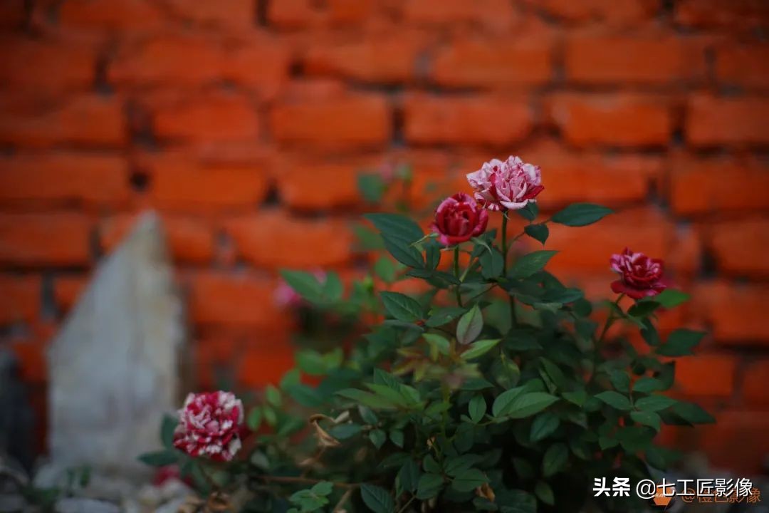 七工匠75mmf1.25夜神人像镜头,七工匠75mmf1.25参数