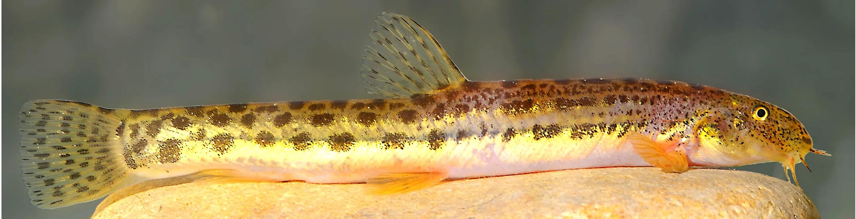 野生泥鳅品种图片大全大图,最大的泥鳅图片大全