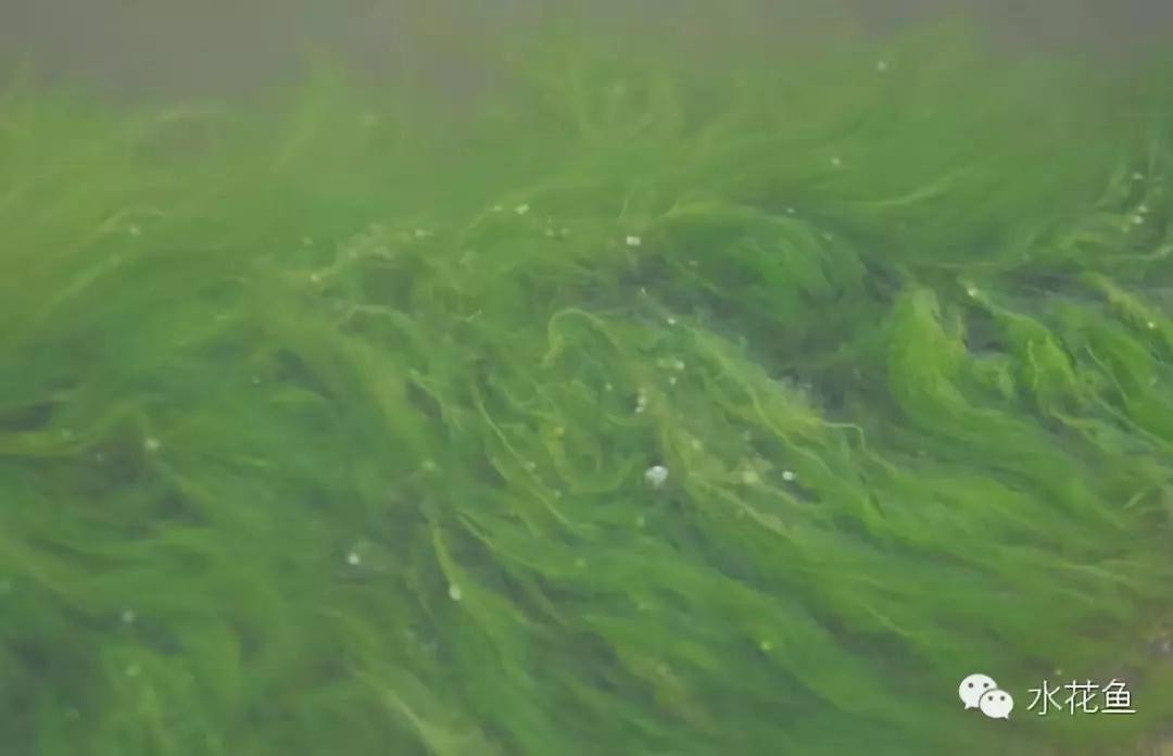 鱼苗消毒和病虫防治,水花鱼苗气泡病发病原因