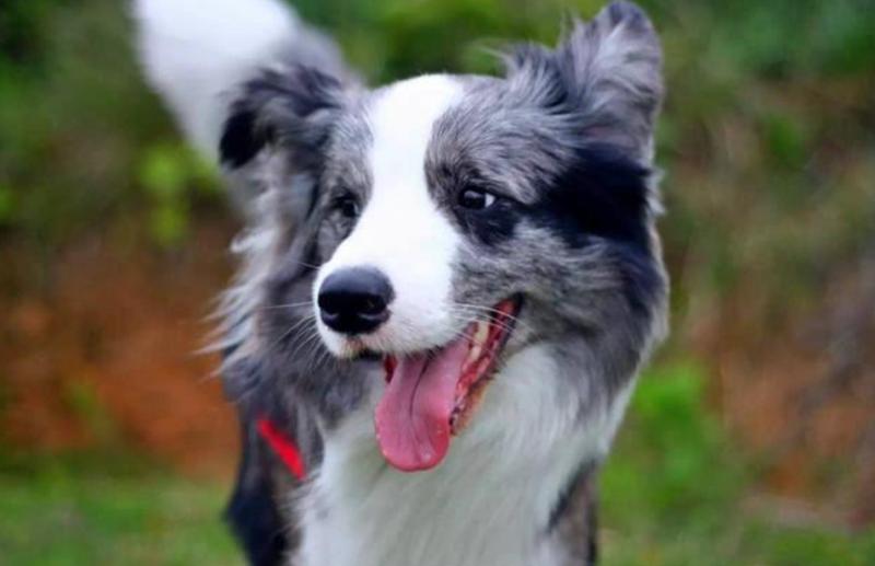 戈赞:狗子口腔溃疡怎么办千万别再喂它喝牛奶了