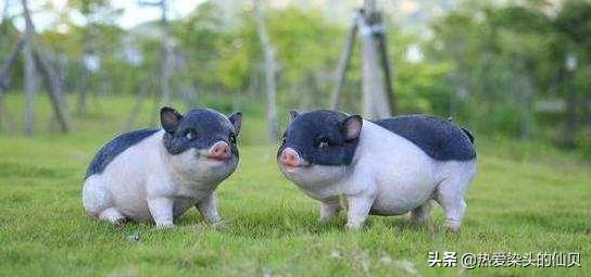 茶杯猪有多幸福,茶杯猪是什么样的猪