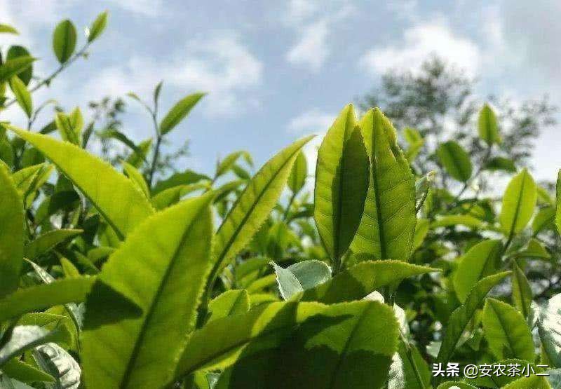 云南普洱茶生茶十大名茶,云南十大名茶第一名