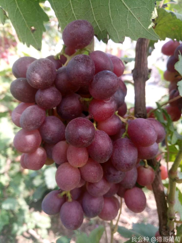 种植葡萄有哪些知识,种葡萄真的太难了