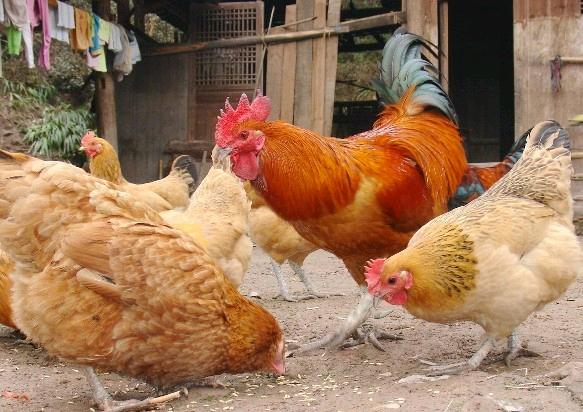 适合农村的养殖创业项目,农村养殖一万什么投资小回本快