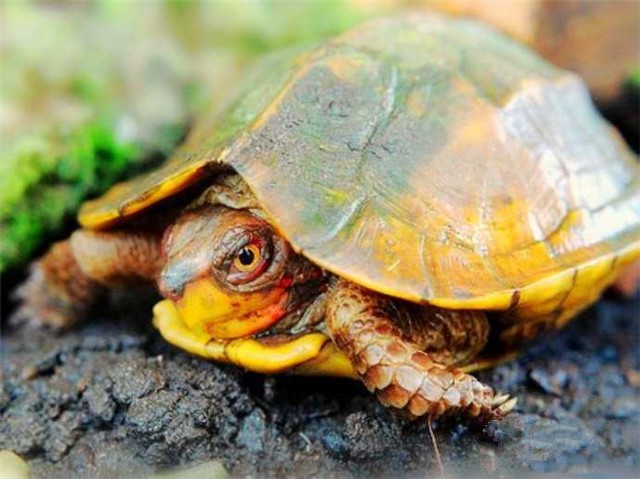 水陆两栖龟选什么龟,水陆两栖龟陆龟怎么区别