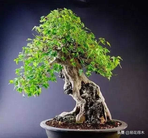 日本红枫和中国红枫有什么区别,日本红枫和中国红枫盆景的区别