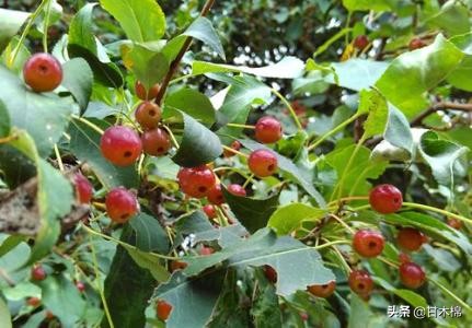 童年野果子,儿时的野果子总让人回味无穷