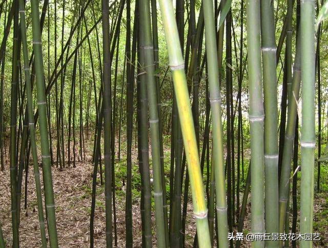 竹子大全,各种竹子大全