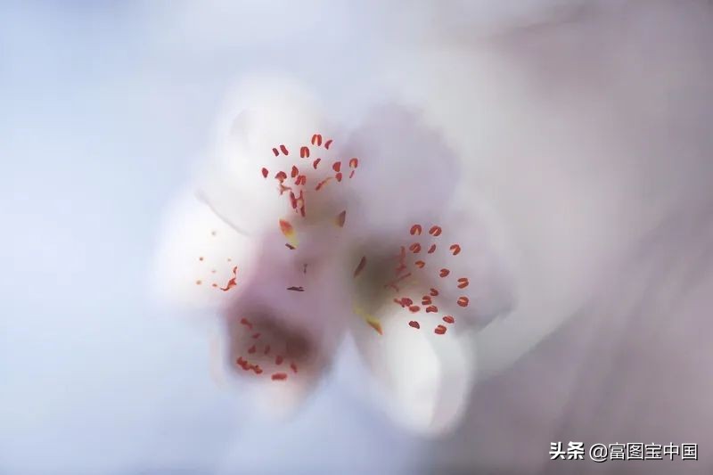 桃花怎么拍才好看,桃花怎么拍摄才能出新意