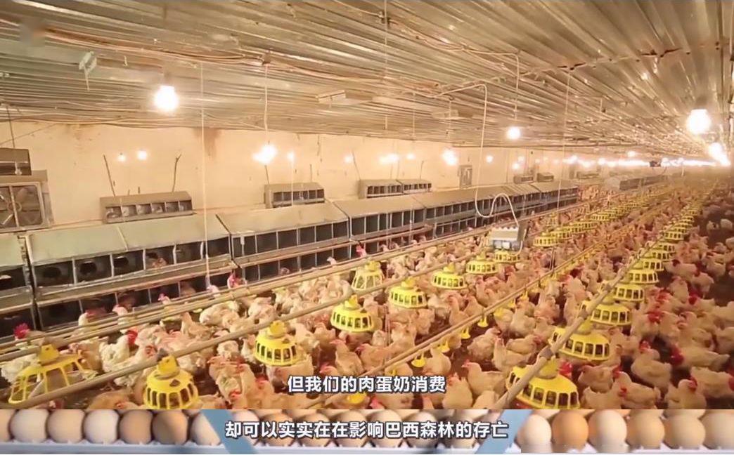 中国人吃肉对巴西有影响吗,中国人吃肉影响巴西雨林生态环境