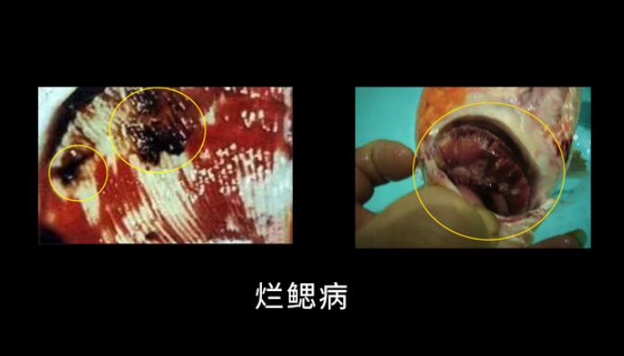 爱鲤说,夏季锦鲤鱼池怎么预防疾病