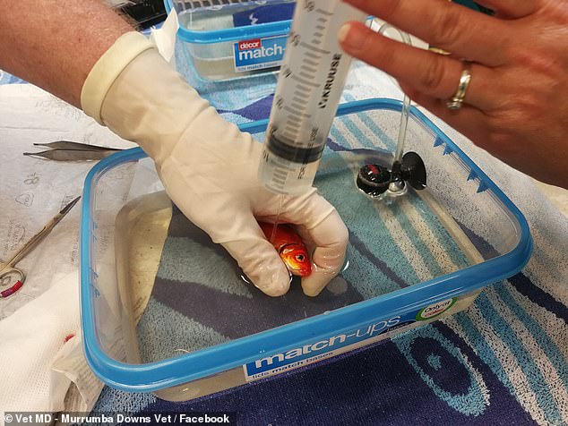 金鱼长了个大肿瘤,金鱼长瘤