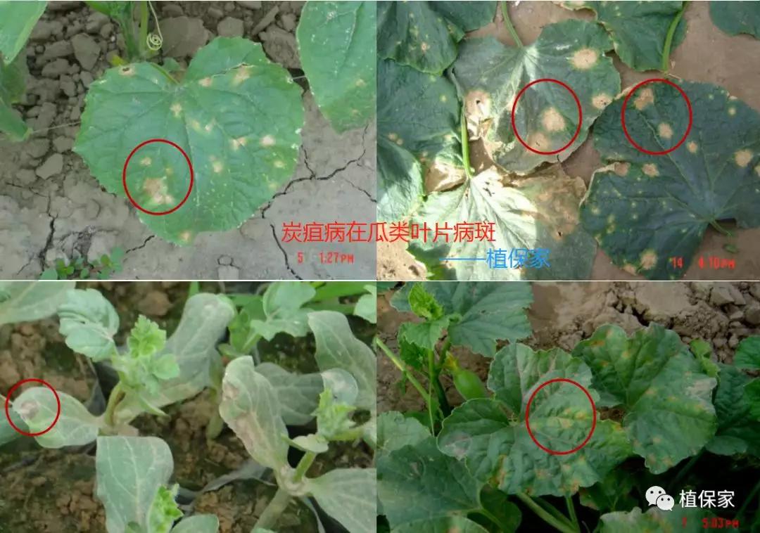 炭疽病怎么来的,炭疽病症状如何预防