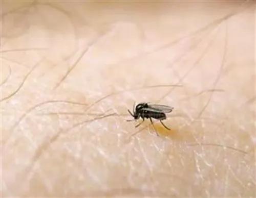 小咬蠓虫天敌,小咬蠓虫照片