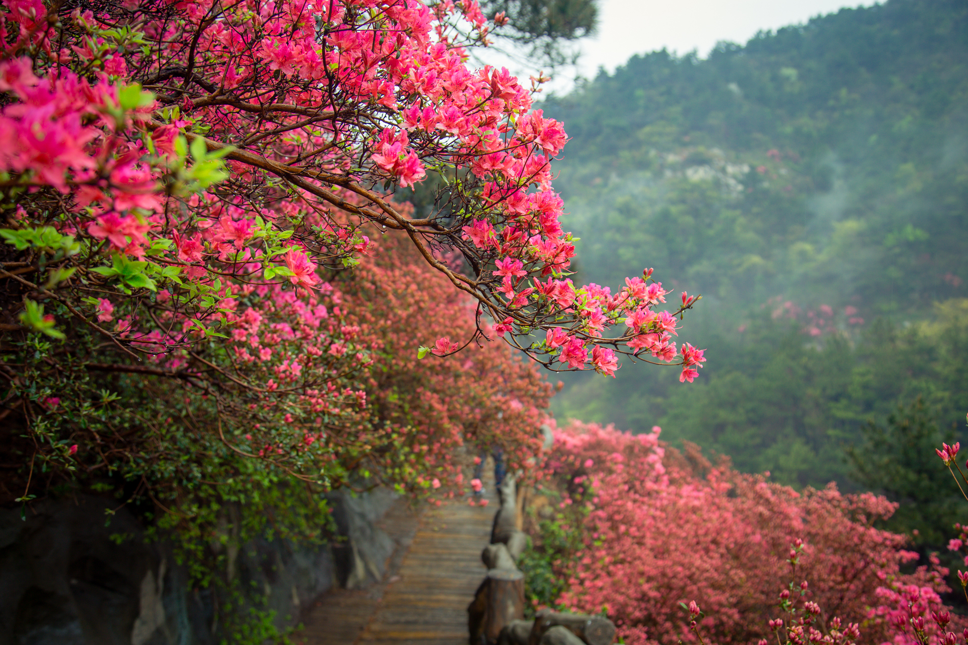 云雾山万亩红杜鹃,云雾山万亩映山红