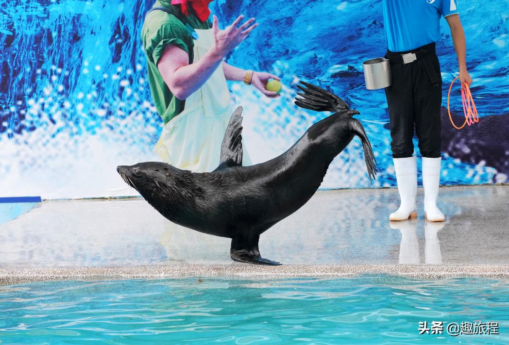 开年特惠仅需89.9元，畅游小梅沙海洋世界门票，,快抢啊!