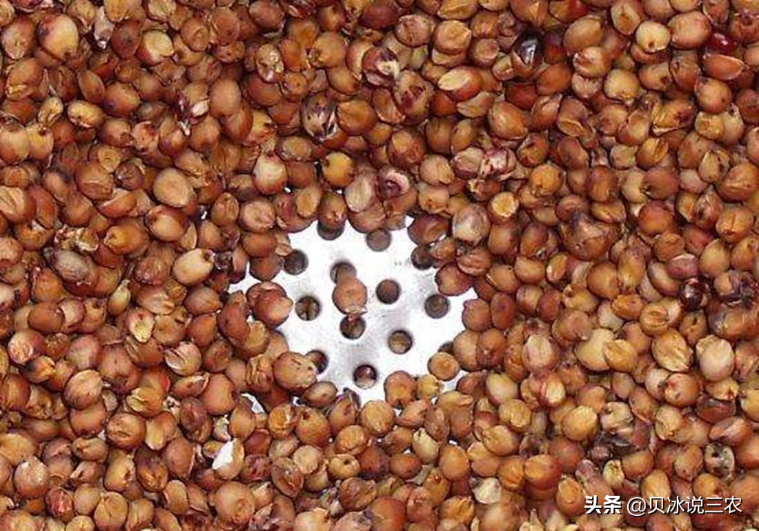 高粱的种植技术与方法,高粱种植条件有什么要求