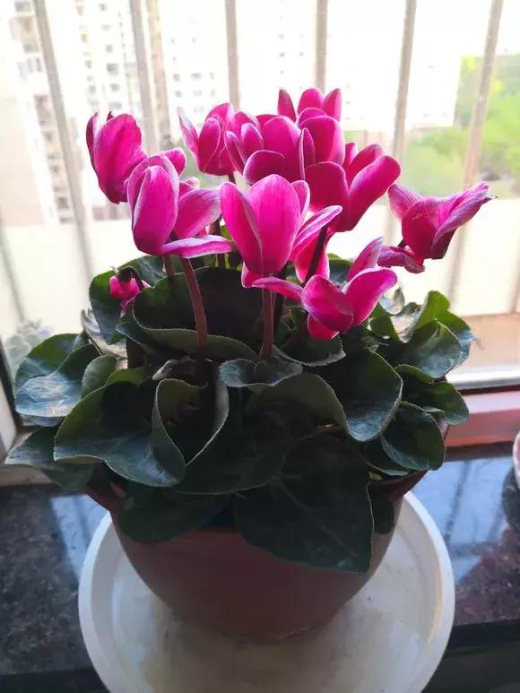 6种花不宜浇水,几种花不能给叶子喷水