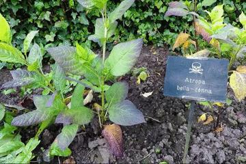 世上最毒的花园,最毒的花园有多可怕