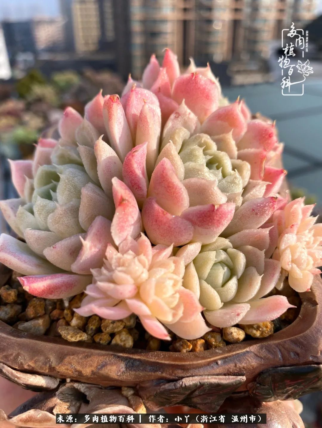 祖上无院家里无矿，一腔浪漫情怀付诸楼顶造花