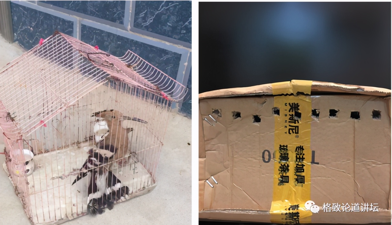 捡到受伤的鸟是好事吗,捡到受伤的鸟联系哪个部门救助