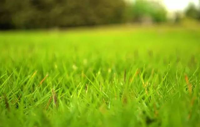 园林设计植物一览表图,神贴十大经典