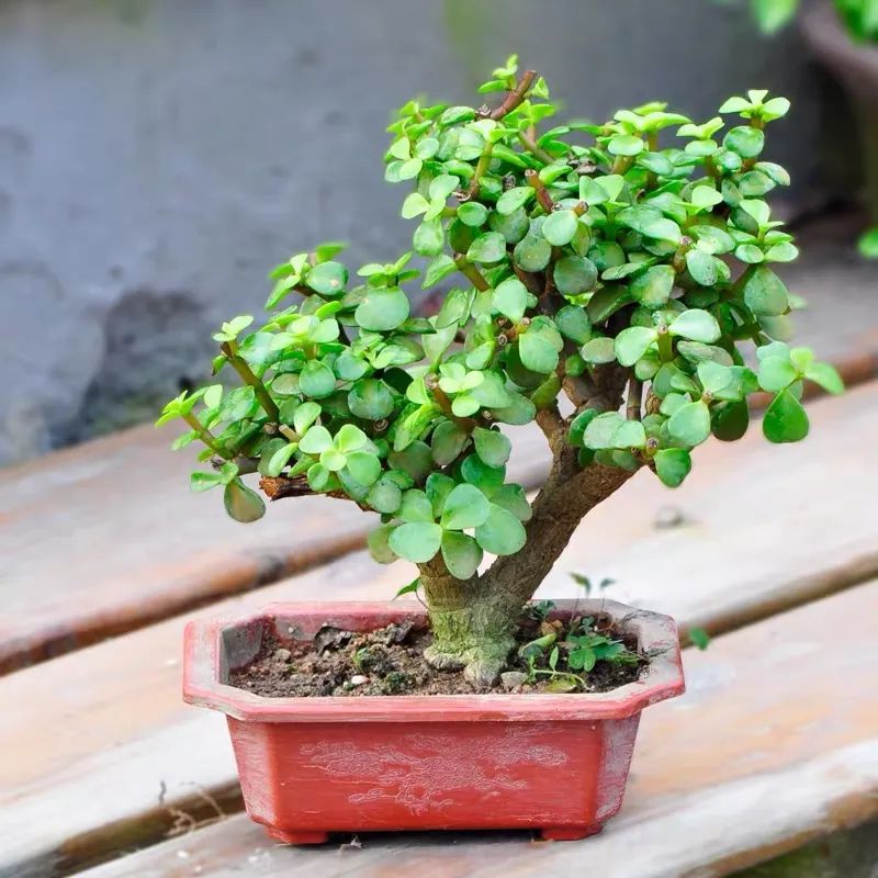 家里一定要养一盆金枝玉叶,大盆养金枝玉叶