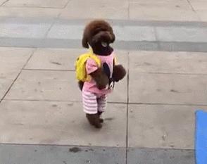 新手养灰泰迪的十大禁忌,泰迪适合新手养吗