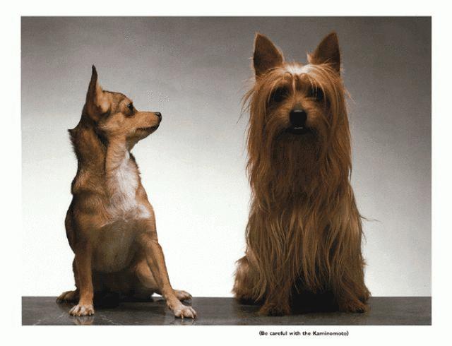 两个顶尖广告人的比稿故事，神仙操作