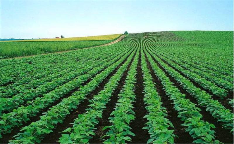 莲藕病虫害图谱及防治,莲藕的营养价值及病虫害防治