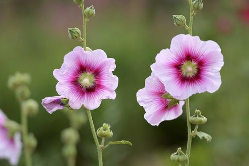 100种漂亮的夏花图片,30种夏花图片大全