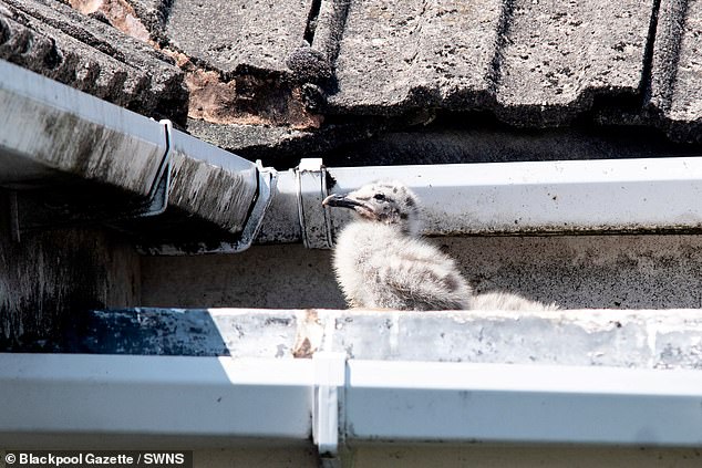 英国夫妇遭索马里海盗劫持,英国夫妇被绑架