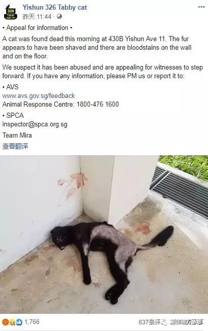 新加坡全岛追凶！一只黑猫竟被如此残忍地虐死