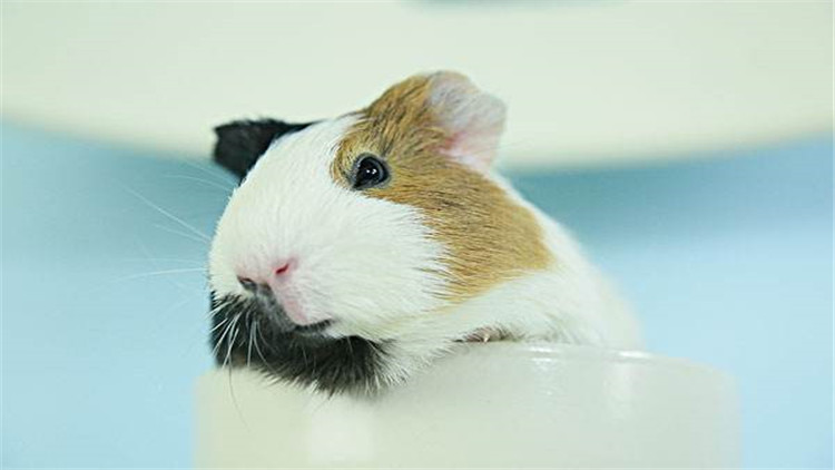 仓鼠装死合集,仓鼠装死被主人弄死