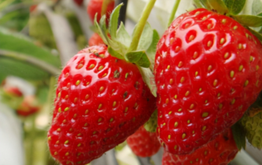 维生素c加甘油的作用,维生素c可以美白吗怎么吃