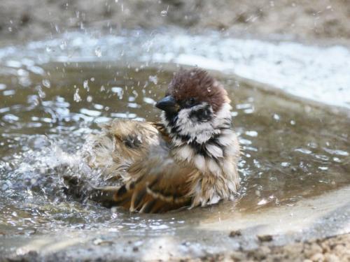 狂风暴雨的时候小鸟在哪避雨,鸟类躲避暴雨